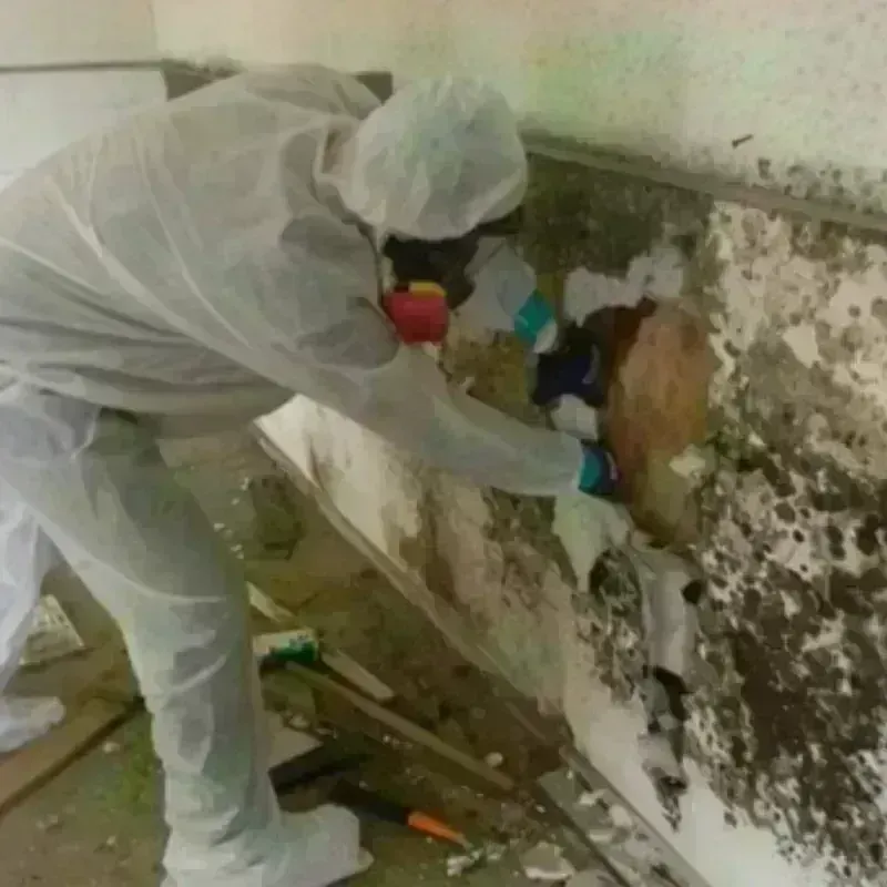 Mold Remediation and Removal in Maysville, NC